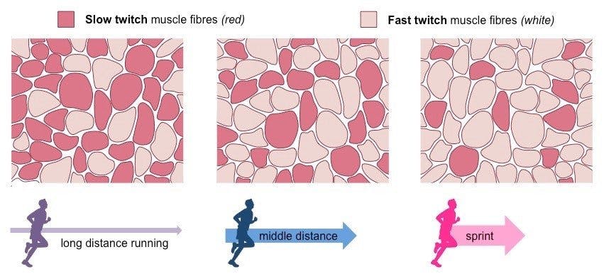 Detail of fast-twitch and slow-twitch muscle fiber composition.